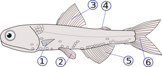 fish_fins