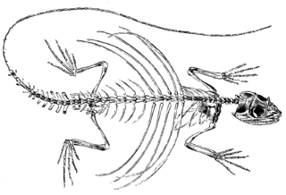 dragon_skeleton