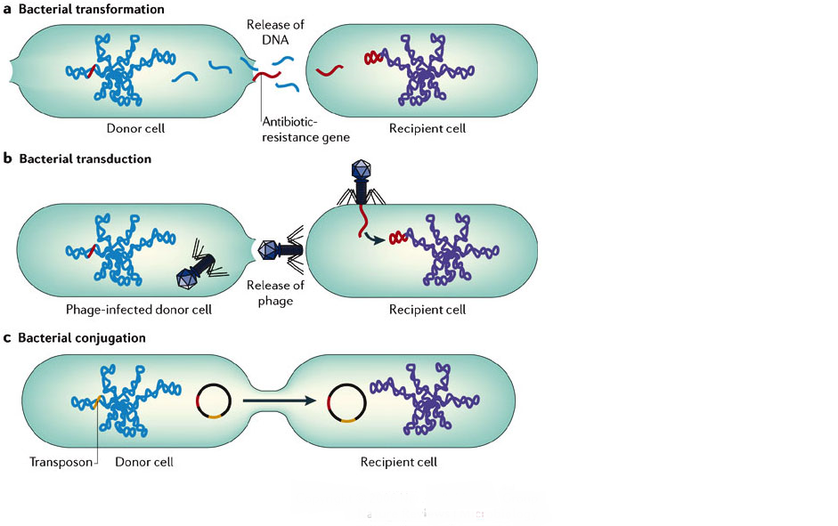 horizontal gene transfer